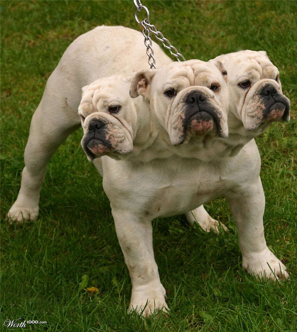 Bulldog Creatures – BaggyBulldogs