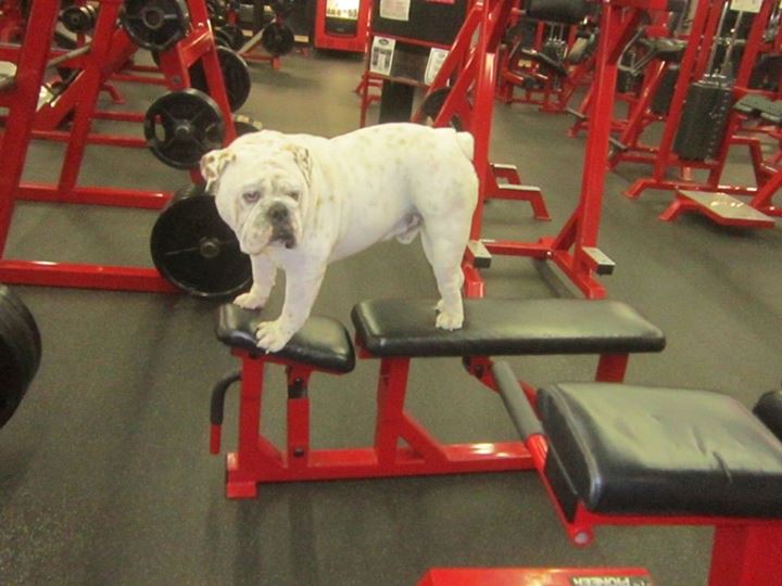 Image result for dog at gym